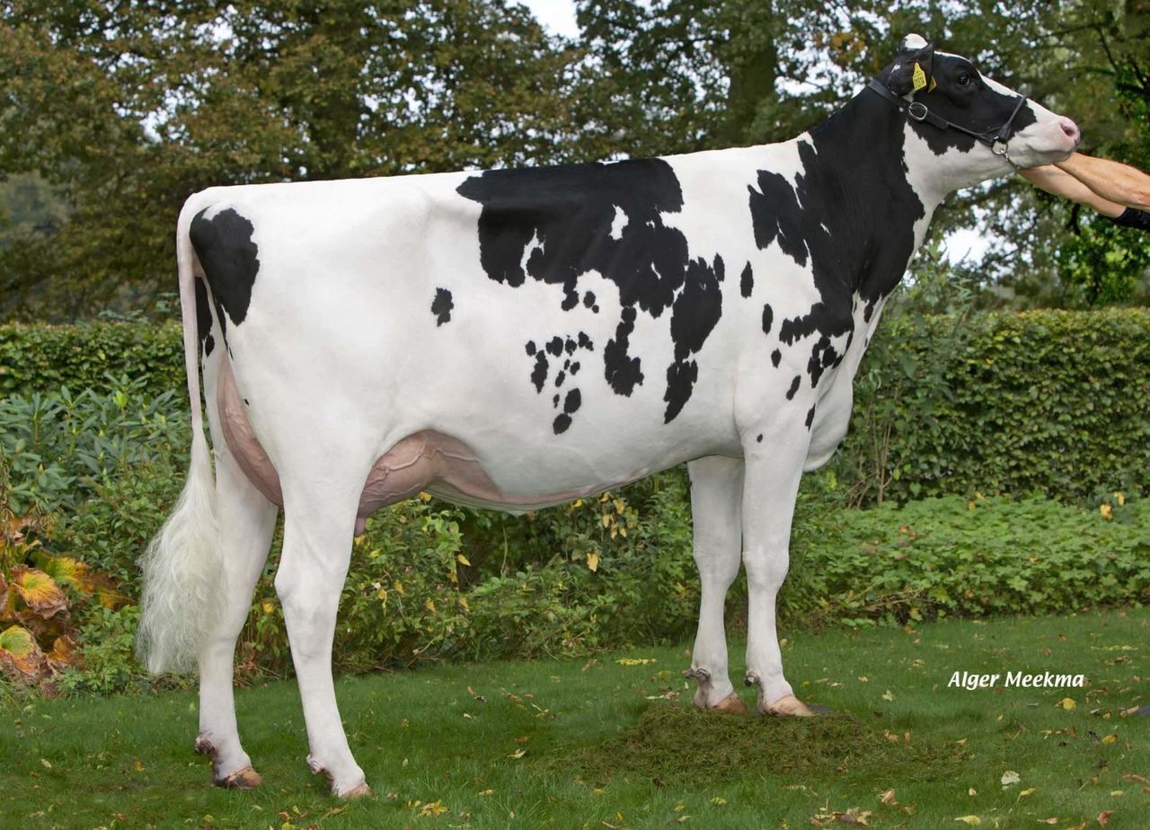 http://www.eurogenes.nl/assets/ckfinder/images/TirsvadFreddieCosmopolitan-2.jpg